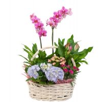 Корзина с горшечными растениями орхидеи купить в москве в интернет-магазине на павелецкой