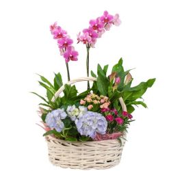 Композиции с орхидеями