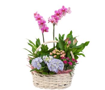 Композиция № 14 с орхидеями и гортензией