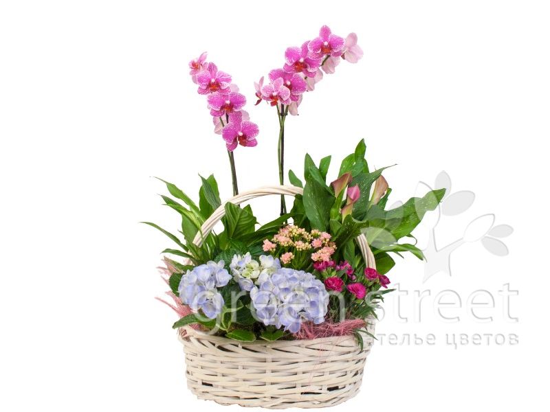 Корзина № 14 с орхидеями и гортензией
