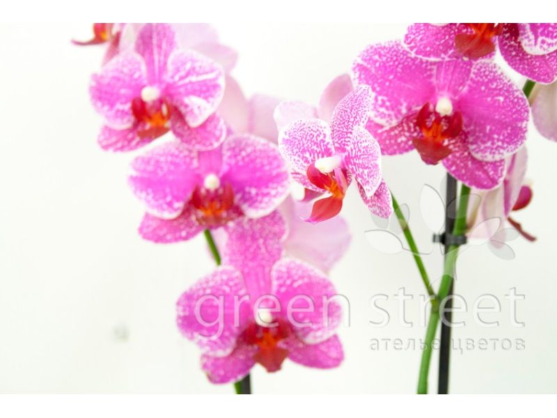 Корзина № 14 с орхидеями и гортензией