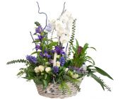 Композиция 172