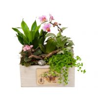 Корзина с горшечными растениями орхидея, купить в москве в интернет-магазине на павелецкой