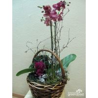 Корзина с горшечными растениями орхидеей купить в москве в интернет-магазине на павелецкой
