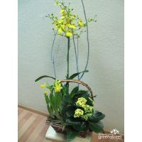 Корзина с горшечными растениями орхидеей нарциссами купить в москве в интернет-магазине на павелецкой