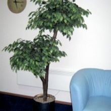 Искусственные деревья в офис