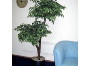 Искусственные деревья в офис