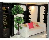 Магнолия с двумя кронами