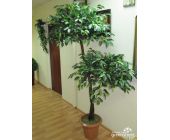 Фикус с двумя кронами