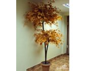 Клен осенний