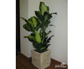 Диффенбахия куст малый