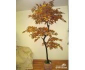 Клен дерево