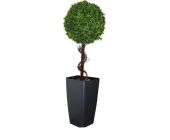 Самшит на стволе