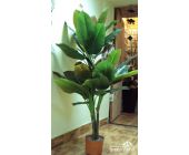 Филодендрон куст