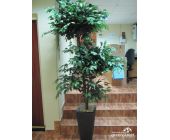 Фикус Бенжамина