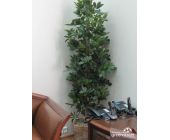 Шеффлера высокая