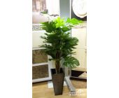 Монстера куст