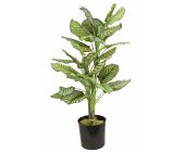 Калатея полосатая