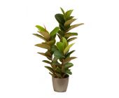 Фикус эластика