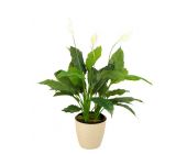 Спатифиллум