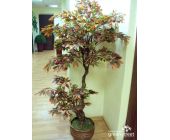 Пестролистное дерево